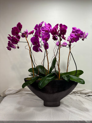 Purple or Pink Phalaenopsis Orchid