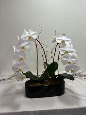 White Phalaenopsis Orchid