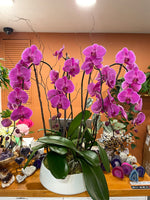 Purple or Pink Phalaenopsis Orchid