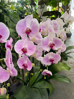 Purple or Pink Phalaenopsis Orchid