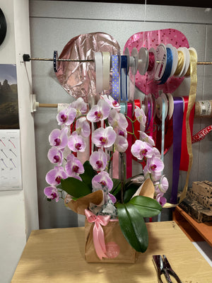 Purple or Pink Phalaenopsis Orchid