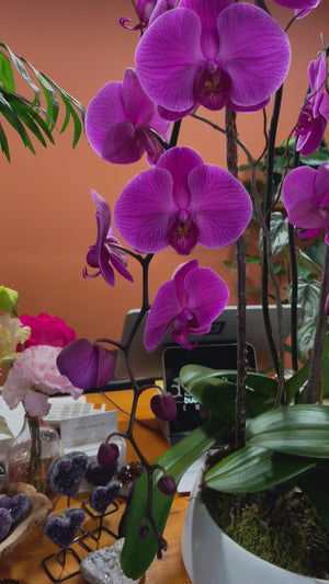 
            
                Load and play video in Gallery viewer, Purple or Pink Phalaenopsis Orchid
            
        