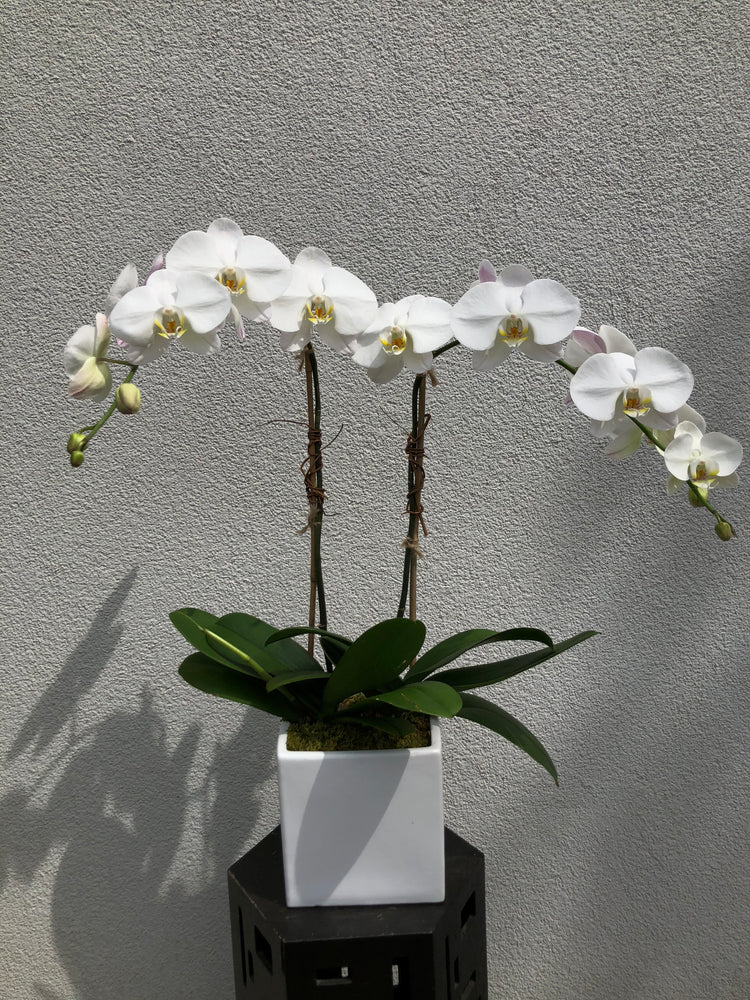 Potted double stem orchid in Teaneck, NJ